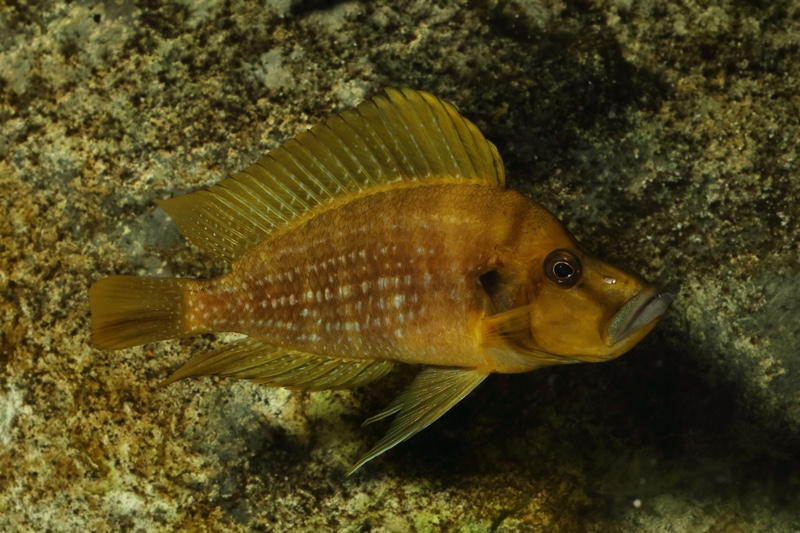 Altolamprologus compressiceps 'Talama'